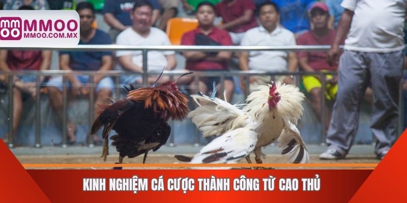 Kinh nghiệm cá cược thành công từ cao thủ