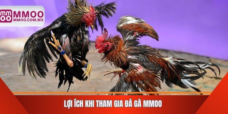 Lợi ích khi tham gia đá gà MMOO