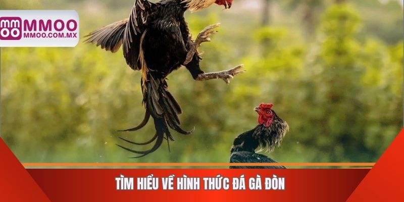 Tìm hiểu về hình thức đá gà đòn